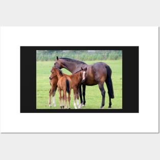 Horse Family Posters and Art